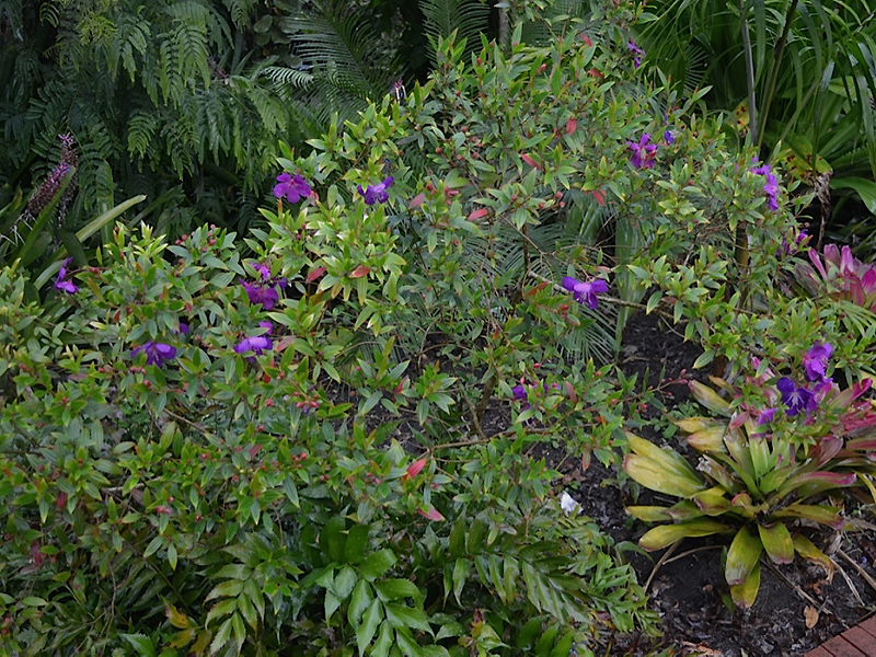 Tibouchina lepidota, form. Harry P. Leu Gardens, Orlando, Florida, United States of America.