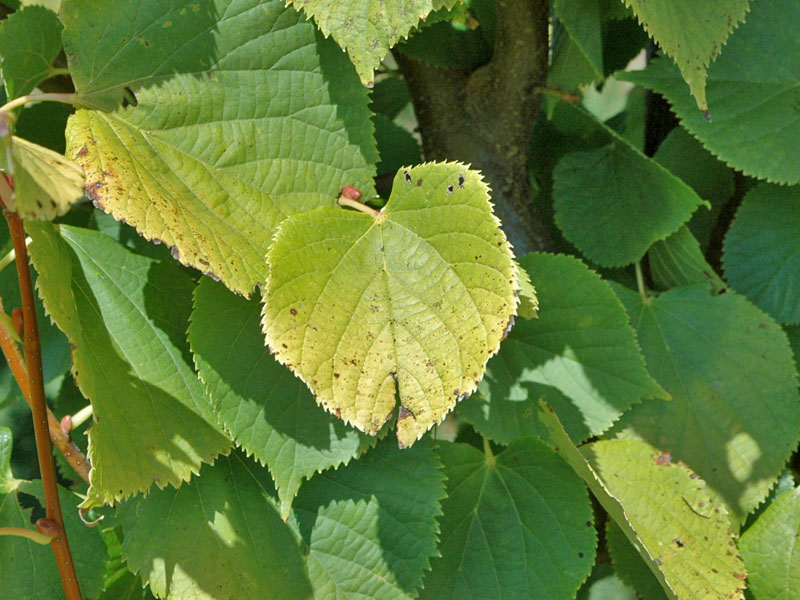Tilia-europaea-Wratislaviensis-leaf.jpg