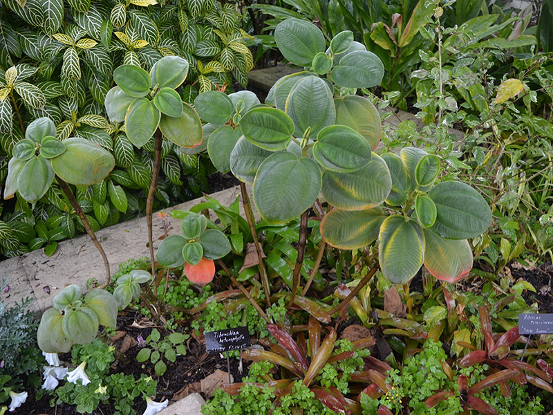Tibouchina heterophylla, form, Harry P. Leu Gardens, Orlando, Florida, United States of America.