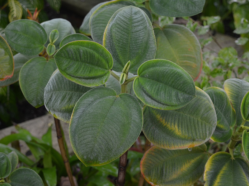 Tibouchina heterophylla, leaf, Harry P. Leu Gardens, Orlando, Florida, United States of America.