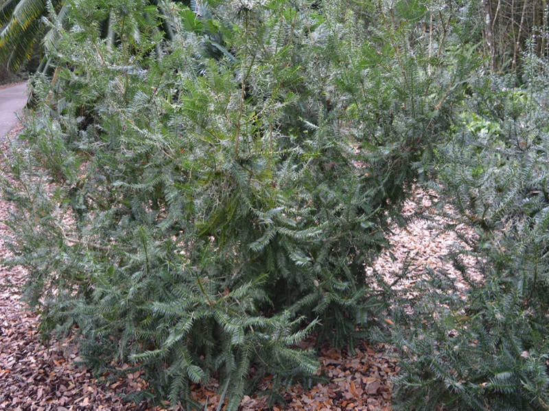 Torreya taxifolia, form, Bok Tower Gardens, Lake Wales, Florida, United States of America.