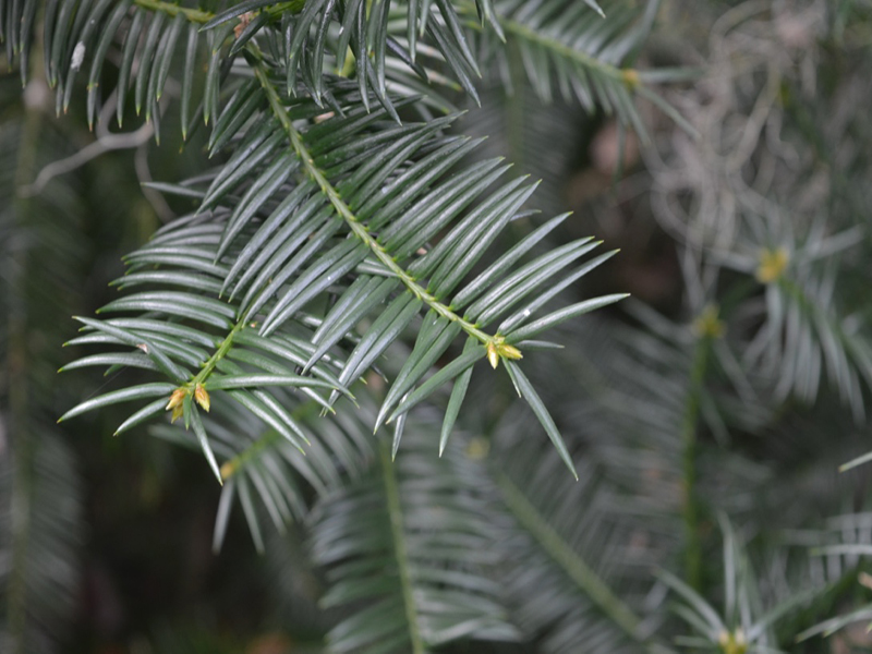 Torreya taxifolia, leaf, Bok Tower Gardens, Lake Wales, Florida, United States of America.