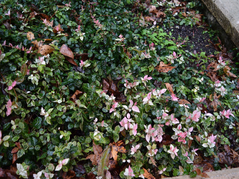 Trachelospermum asiaticum 'Snow Cap', form, Harry P. Leu Gardens, Orlando, Florida, United States of America.