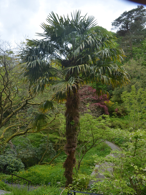 Trahycarpus fortunei, form, Cotehele House National Trust, St Dominick, Cornwall, United Kingdom. 