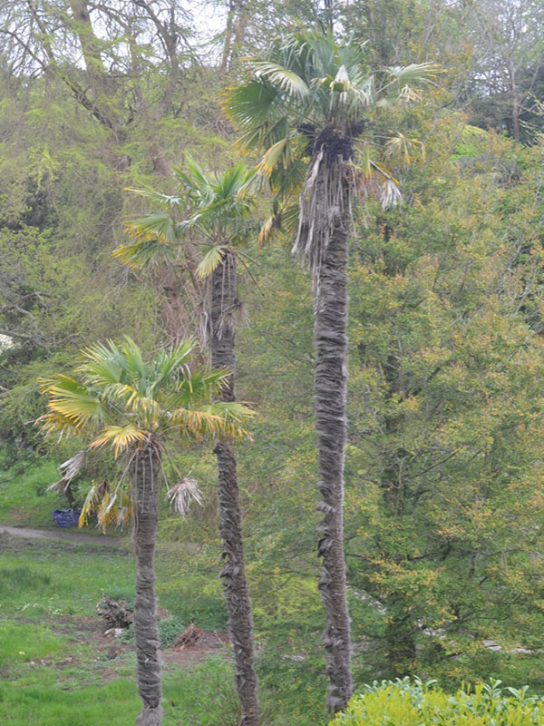 Trahycarpus fortunei, form, Gkendurgan Garden, Mawnan Smith, Falmouth, Cornwall, United Kingdom.