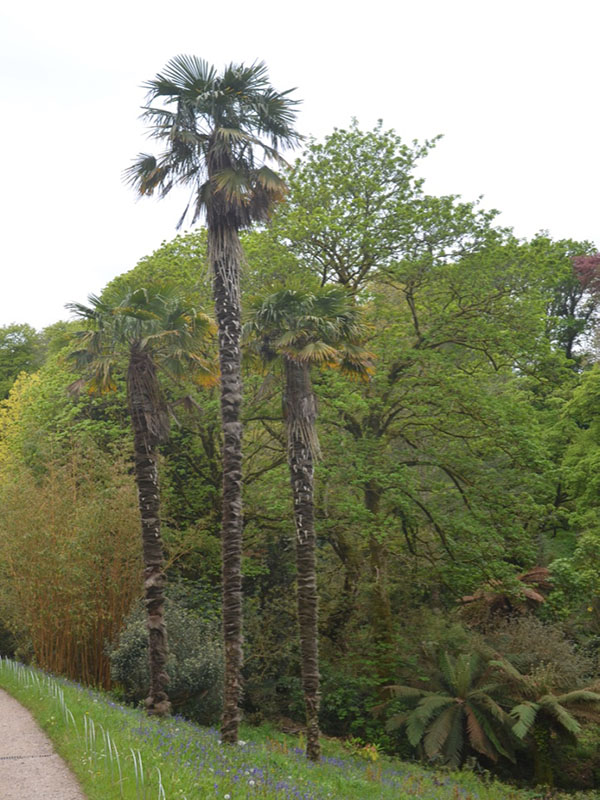 Trahycarpus fortunei, form, Glendurgan Garden, Mawnan Smith, Falmouth, Cornwall, United Kingdom.