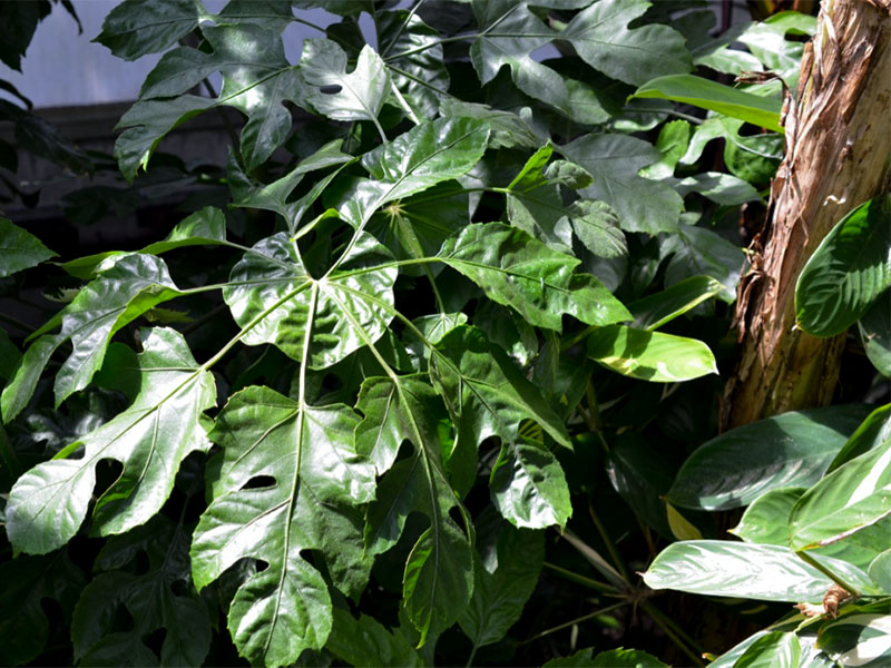 Trevesia palmata, leaf.