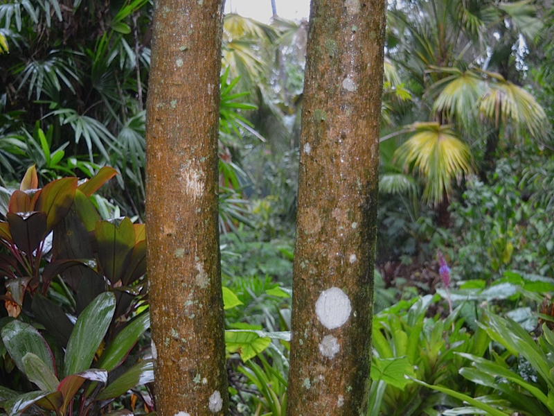Trevesia palmata, stem, Harry P. Leu Gardens, Orlando, Florida, United States of America.