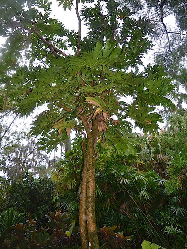 Trevesia palmata, form, Harry P. Leu Gardens, Orlando, Florida, United States of America.