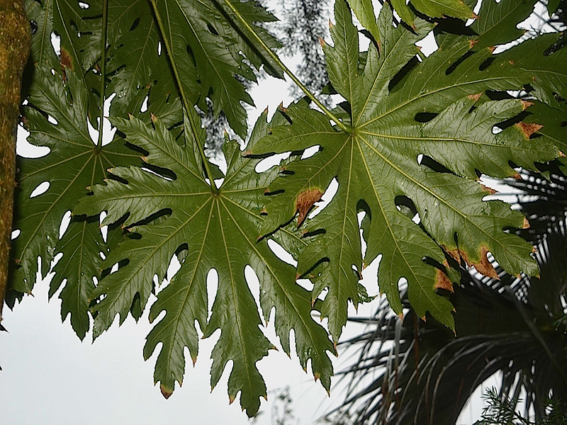 Trevesia palmata, leaf, Harry P. Leu Gardens, Orlando, Florida, United States of America.