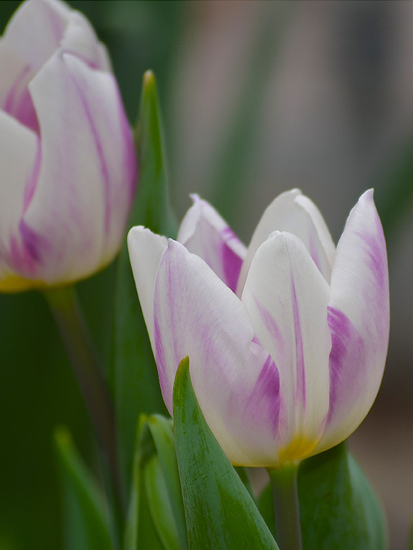 Tulipa-All-That-Jazz-flw.jpg