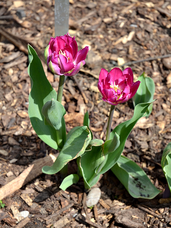 Tulipa-Royal-acres-cuddy-frm.jpg