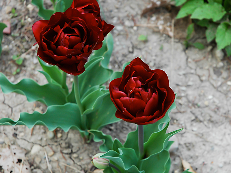 Tulipa-Uncle-Tom-Cuddy-frm.JPG