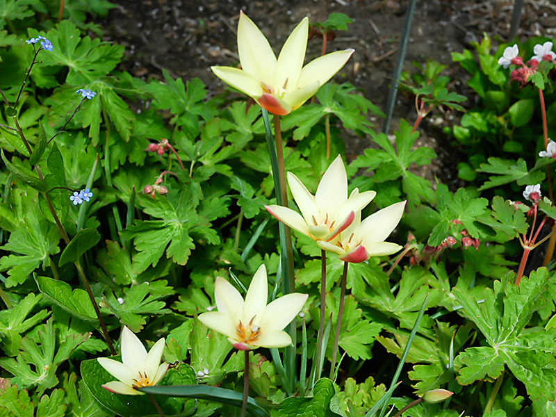 Tulipa-clusiana-Cynthia-RBG--frm-2.JPG