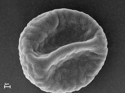 Scanning electron microscope image of pollen grain.