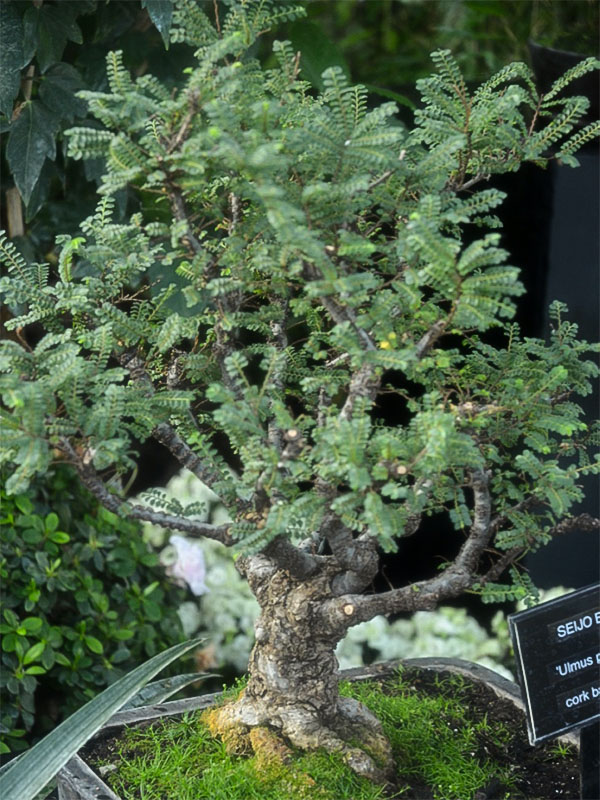 Ulmus-parifolia-frm.jpg