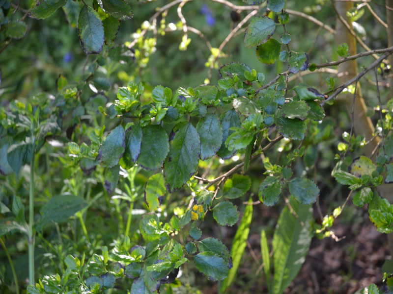 Ungi molinae, leaf, Trebah Garden Trust, Mawnan Smith, Falmouth, Cornwall, United Kingdom.