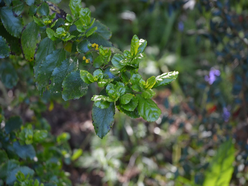 Ungi molinae, leaf. Trebah Garden Trust, Mawnan Smith, Falmouth, Cornwall, United Kingdom.