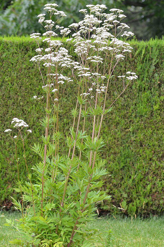 Valeriana-officinalis-Valerianaceae-NBG-form.jpg
