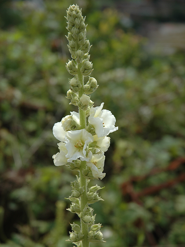 A white flowered form.