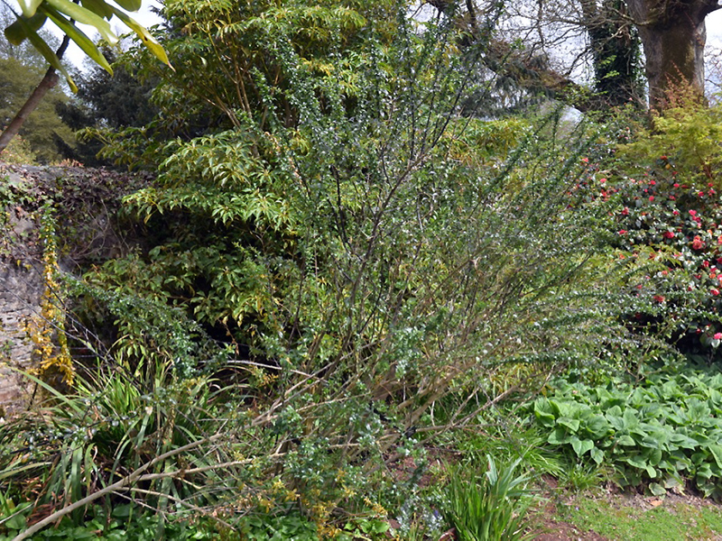 Vestia foetida, form. Lanhydrock House and Garden, Bodmin, Cornwall, United Kingdom. 