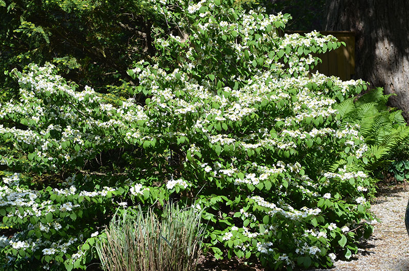 Viburnum-plicatum-Shasta-pascoe-form.JPG