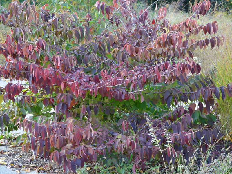 A young plant at the Royal Botanical Gardens, Burlington, Ontario, Canada, exhibiting excellent autumn leaf colour.