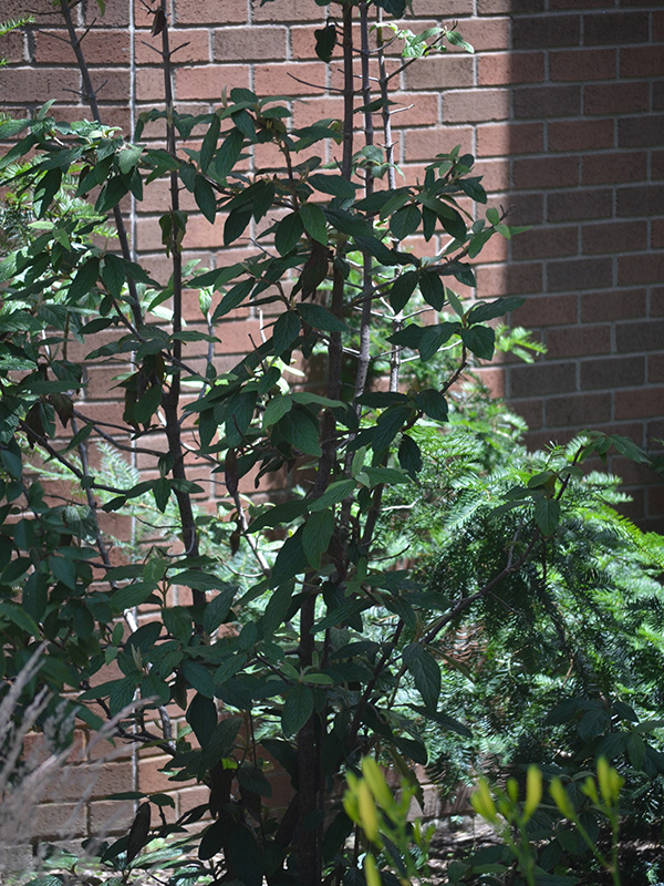 Viburnum-rhytidophyllum-Cree-frm-1.jpg
