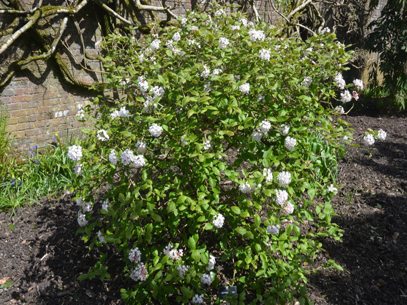 Viburnum × juddii, form, National Trust Trelissick Garden, Feock, near Truro, Cornwall, United Kingdom. 