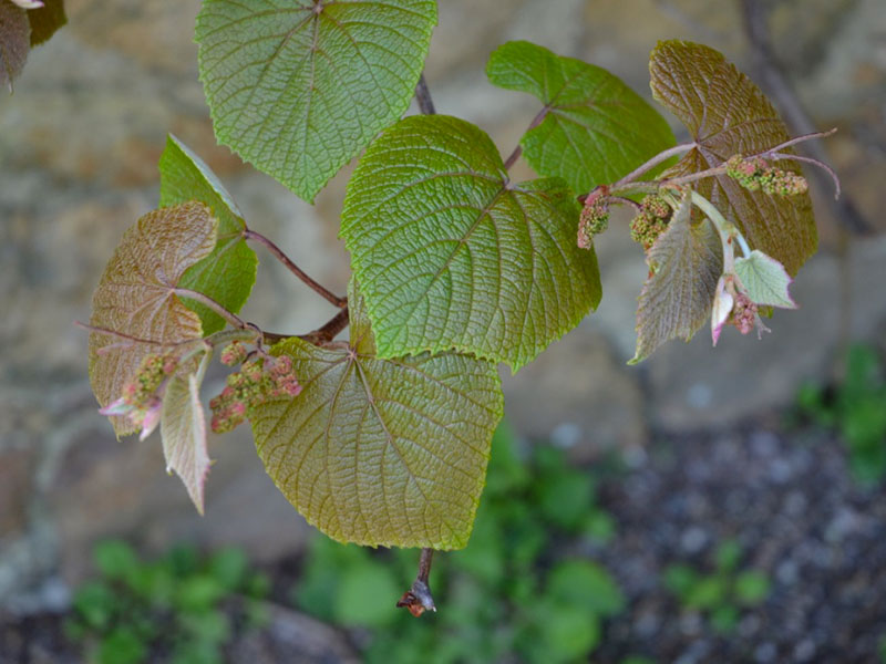 Vitis coignetiae, leaf. Chelsea Physic Garden, London, United Kingdom.