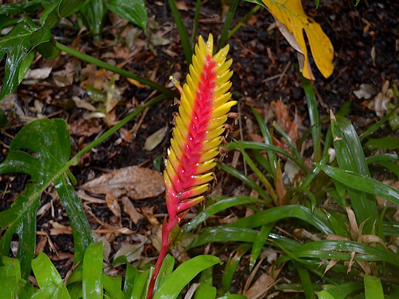 Vriesa 'Mariae', flower, Harry P. Leu Gardens, Orlando, Florida, United States of America.