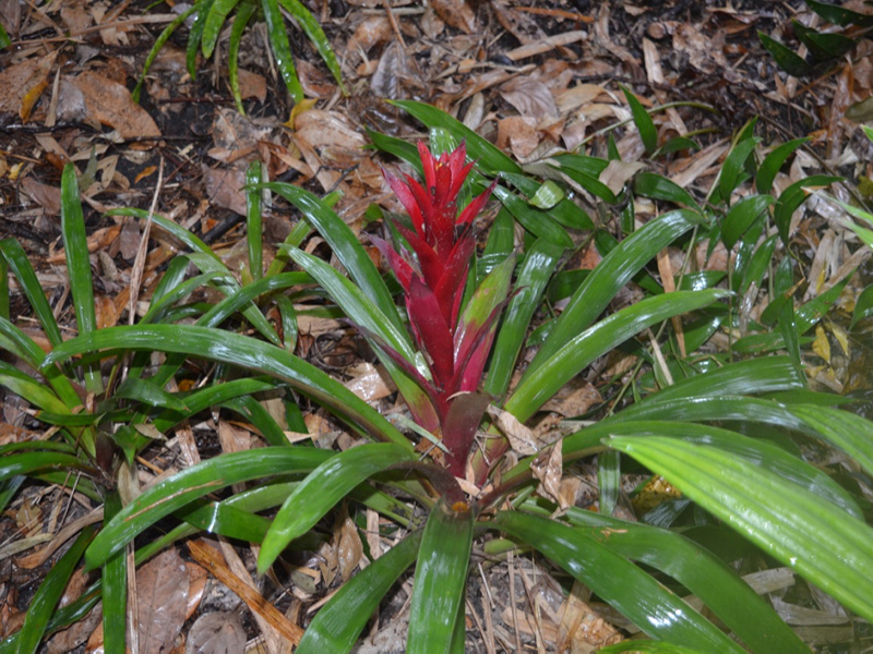Vriesea ensiformis 'Stricta', form, Harry P. Leu Gardens, Orlando, Florida, United States of America.