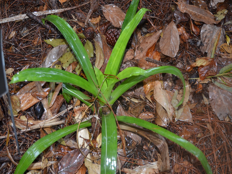 Vriesea ensiformis 'Stricta', form, Harry P. Leu Gardens, Orlando, Florida, United States of America.