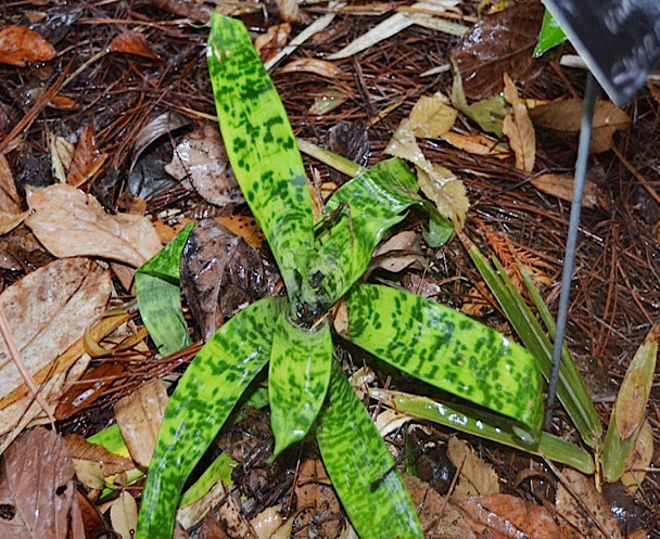 Vriesea ospinae var. gruberi, form, Harry P. Leu Gardens, Orlando, Florida, United States of America.