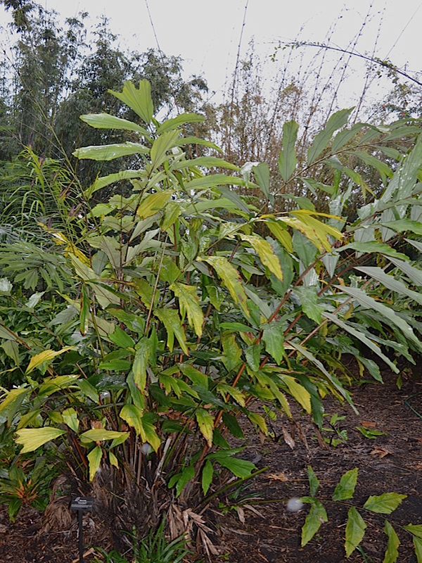 Wallichia oblongifolia, form, Harry P. Leu Gardens, Orlando, Florida, United States of America.
