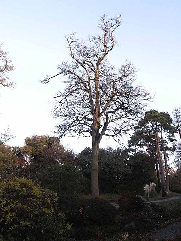 Winter profile showing its  massive  form, Wakehurst Garden, Sussex, England.