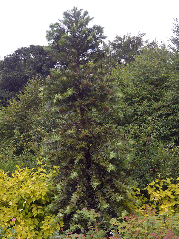 Wollemia nobilis, A plant in quarantine at Wakehurst Place, Ardingly, West Sussex, England.