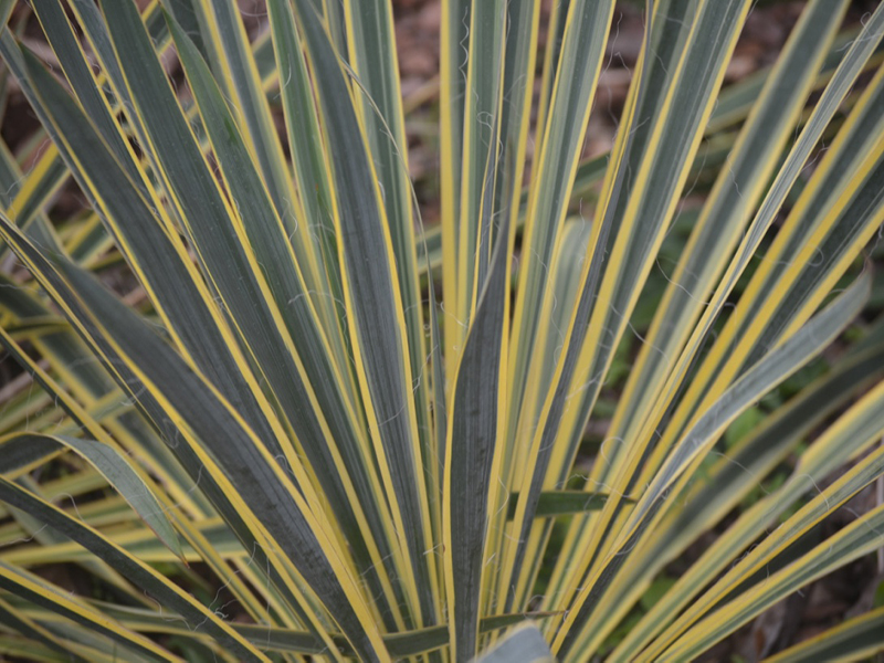 Yucca filamentosa 'Bright Edge', leaf.