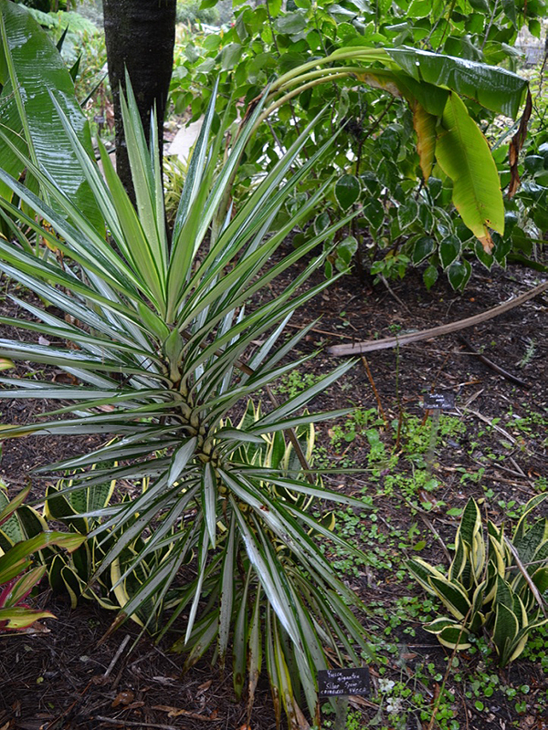 Yucca gigantea 'Silver Spear', form, Harry P. Leu Gardens, Orlando, Florida, United States of America.