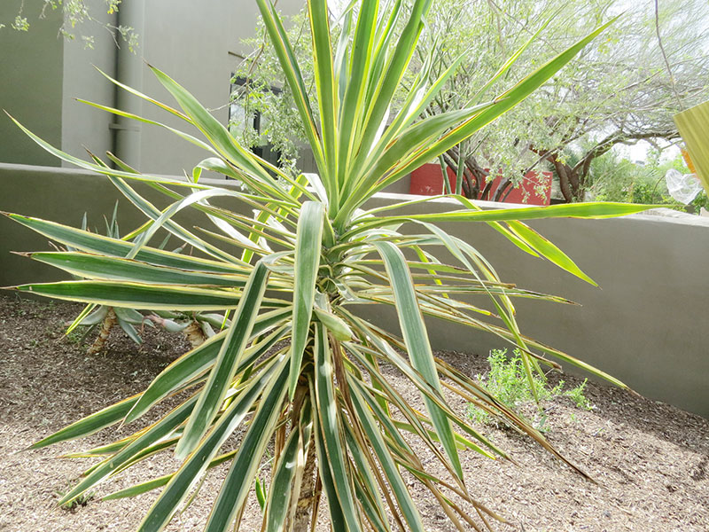 Yucca-gloriosa-Variegata-dbg-form.jpg