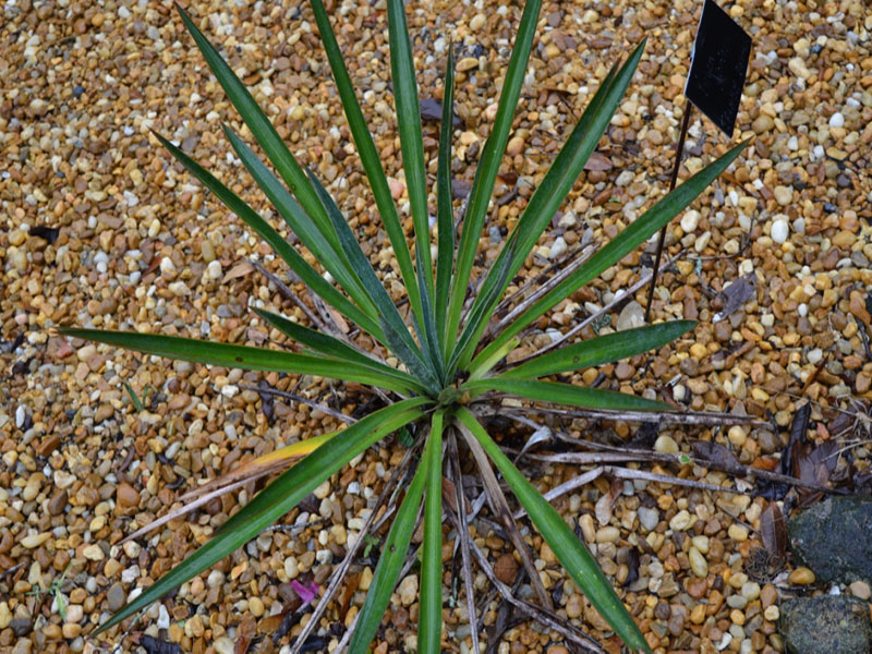 Yucca gloriosa, form, Harry P. Leu Gardens, Orlando, Florida, United States of America.
