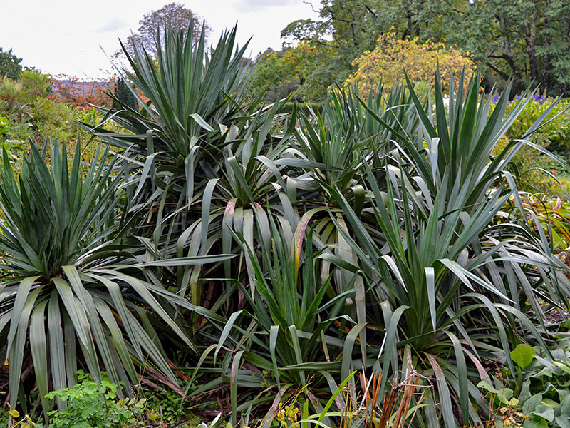 Yucca recurvifolia, form. Lanhydrock Gardens, England, Cornwall. 16/10/2019.