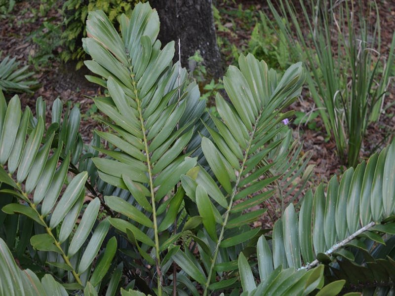 Zamia furfuracea, leaf,Bok Tower Gardens, Lake Wales, Florida, United State of America.