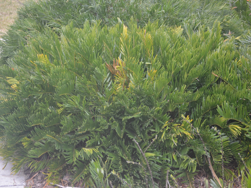 Zamia integrifolia, form, Bok Tower Gardens, Lake Wales, Florida, United States of America.