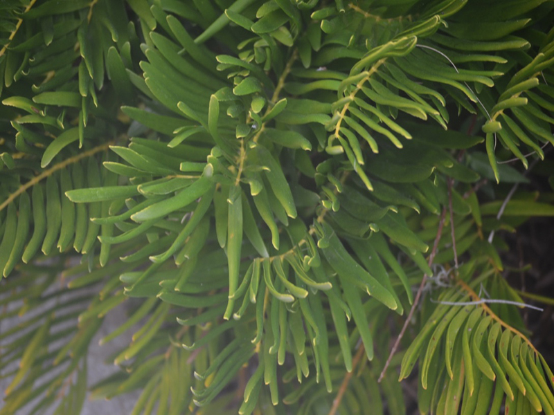Zamia integrifolia, leaf, Bok Tower Gardens, Lake Wales, Florida, United States of America.