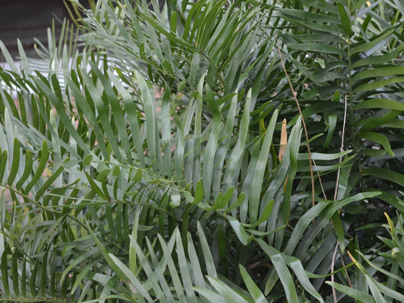 Zamia pumila, leaf, Bok Tower Gardens, Lake Wales, Florida, United States of America.
