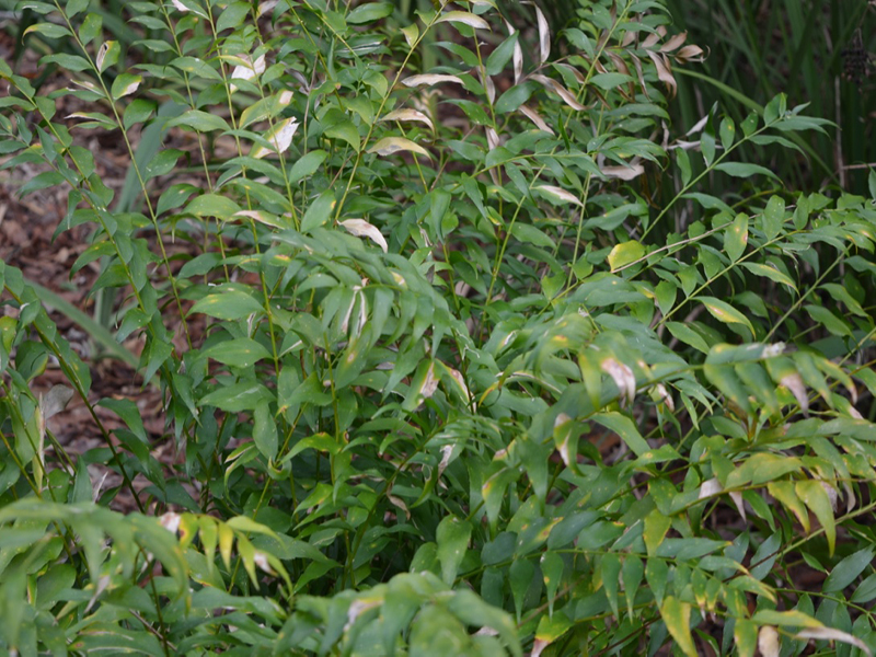 Zamia vazquezii, leaf, Bok Tower Gardens, Lake Wales, Florida, United States of America.