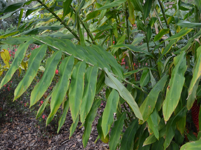 Zingber spectabile, leaf, Bok Tower Gardens, Lake Wales, Florida, United States of America.