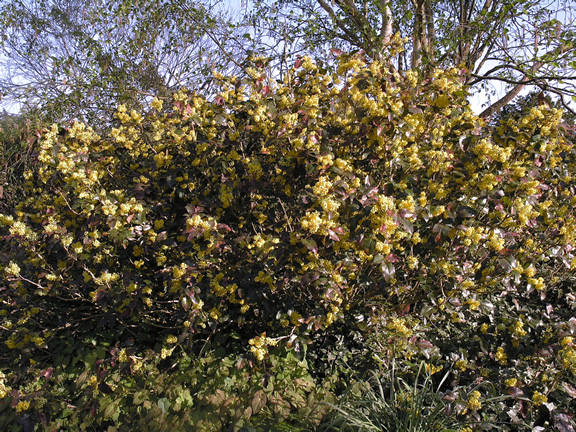 berberis-Mahonia-aquifolium-Apollo-form.jpg