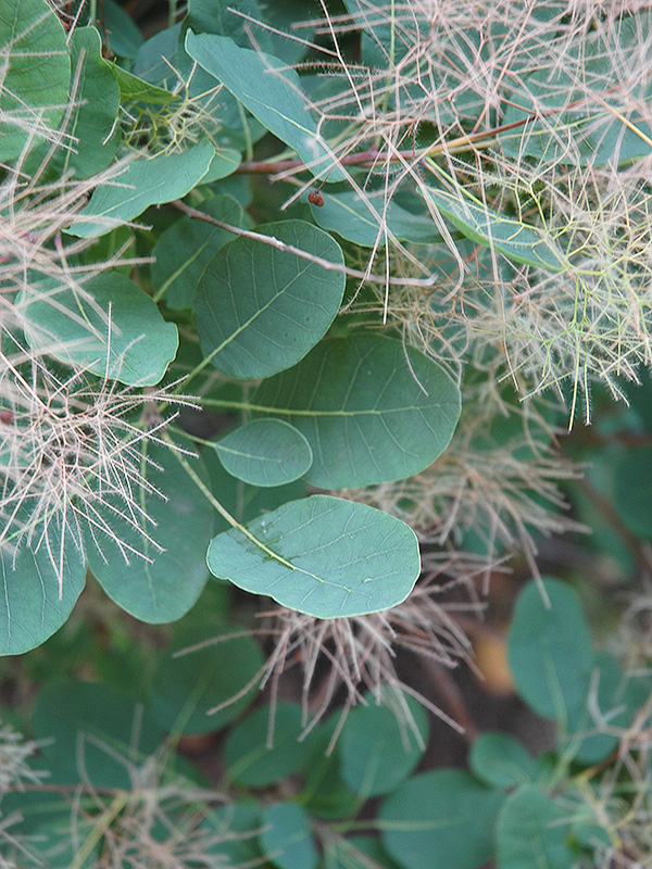 Cotinus coggygria, leaf. 